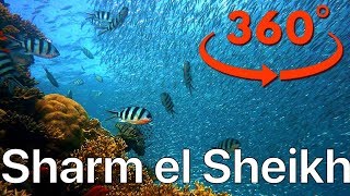 Vr Video 360° Шарм Эль Шейх Под Водой! Подводный Мир Красного Моря! Лодка Батискаф Египет 2109