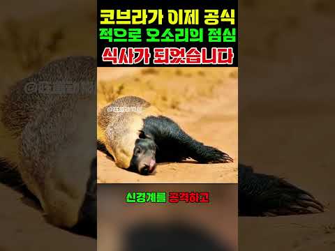 코브라에게 물렸는데... 인생 최대의 실수를 저질렀네요 😱 #ytshorts thumbnail