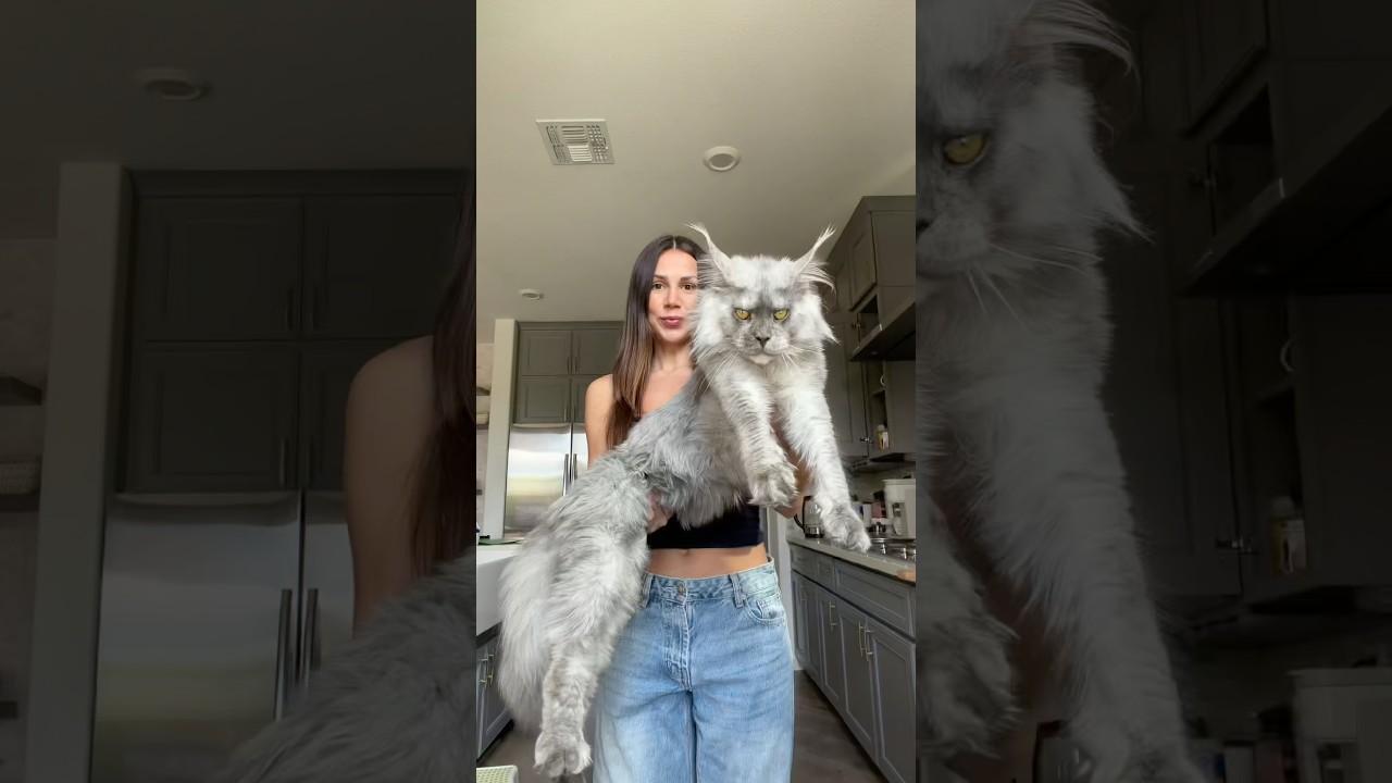 To be fair they all look like they can ☠️ you #mainecoon #cat #catsofyoutube #savannahcat #funnycat