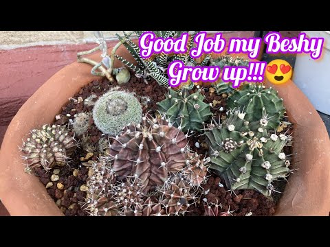 Ang Bilis Lumaki💖|Update to My Compot Gymnocalycium Non Var 💖💖💖🫶🏻