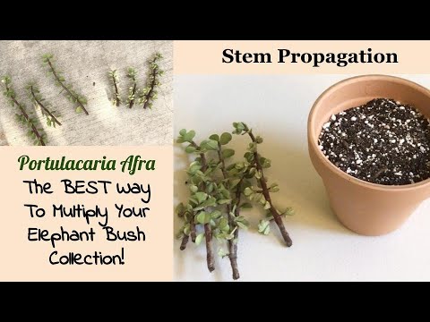 Vidéo: Portulacaria Care - Cultiver des succulentes d'éléphants à la maison