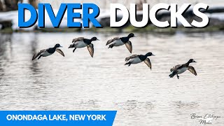 Shooting DIVER DUCKS With My CAMERA! | POV Wildlife Photography