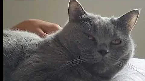 Watch the video about FEEDING SNACK TIME WITH CARBON AND LATTEI BRITISH SHORT HAIR CAT🐈 BREED #catvlog#catlover#petlovers