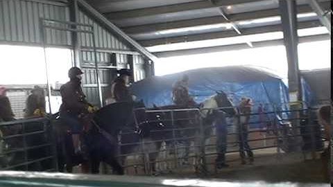 First timer Morgan Horse and Quarter Horse Cattle Sorting