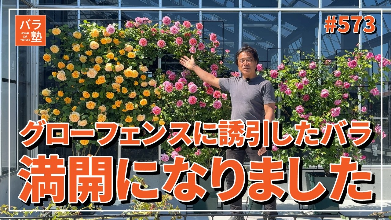 バラの家 公式本店 ロサオリエンティス【バラ苗 専門店】