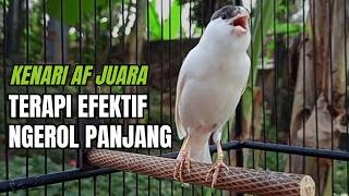SUARA BURUNG Kenari GACOR PANJANG INI Cocok untuk Masteran KENARI PAUD dan Kenari Macet BUNYI !