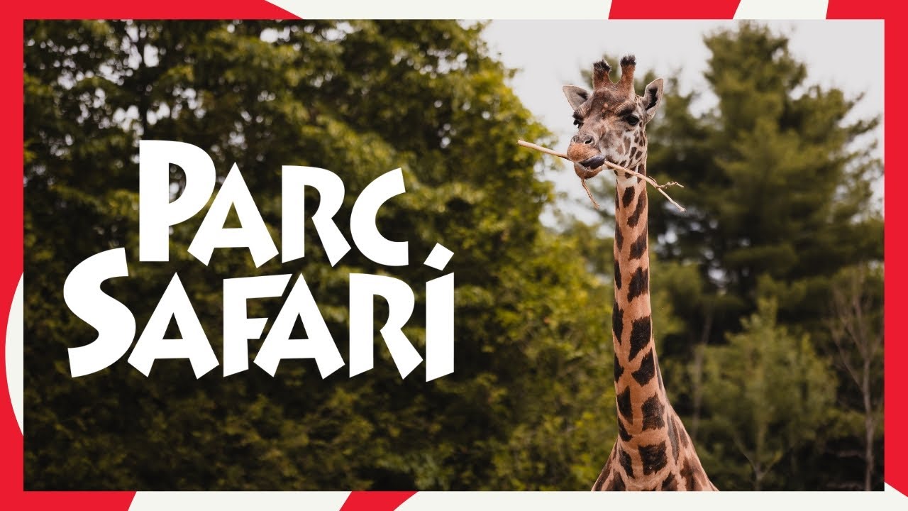 Parc Safari 2025 – Safari Aventure, Tunnels des Félins et Parcs Aquatiques