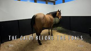 Episode 6 - The Calm Before the Foals: Foaling Prep at Meadow Brook Stables