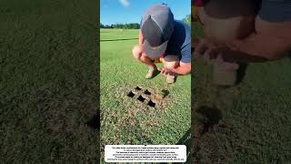 Fastest Grass Repair Method!