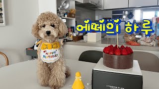 에떼의 하루 | 반려견 | 반려조카 | 단양여행 | 팔경가든 | 단양시장 | 생일파티