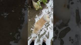 秋田犬なのに雪遊びに付き合ってくれない（泣）
