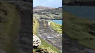 sheep chases seagull #funnyanimals #funny #funnyshorts #funnyvideo #sheep