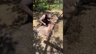 Shearing Herman The Alpaca #shearing # Alpaca