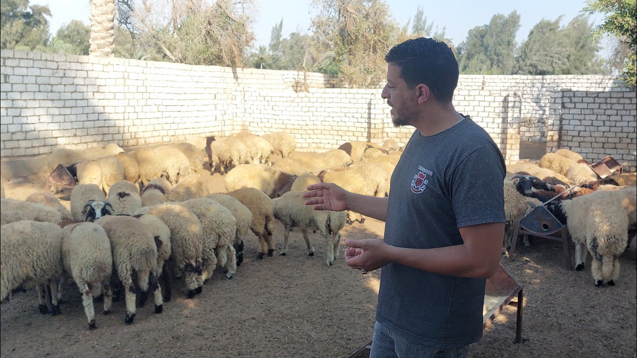 اسباب نجاح مشروع تربية الاغنام طبق هذه النصائح وستنجح في مشروعك باذن الله (1)