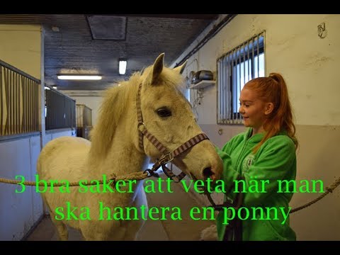 Video: Vad Man Ska Mata En Ponny