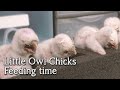 Little Owls | Feeding one week old chicks | Breeding Birds Of Prey