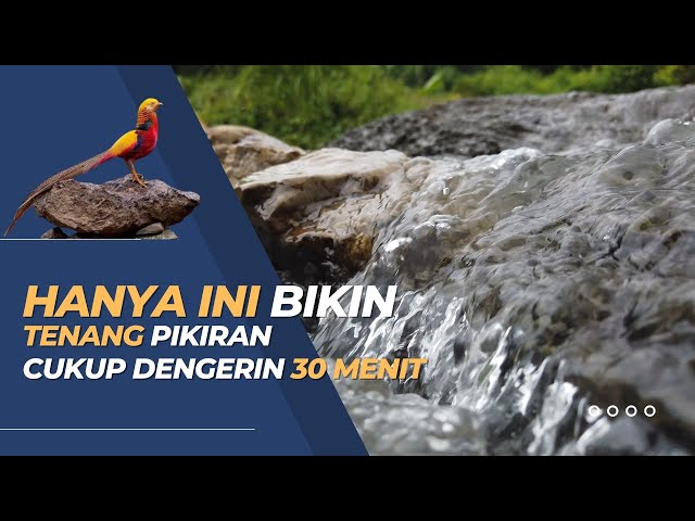 Suara Alam Membuat Tenang Fikiran - Suara Burung Dan Air Mengalir class=