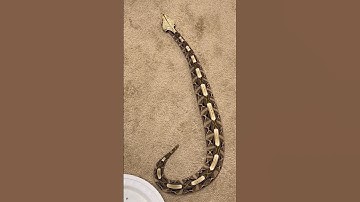 Franklin, Gaboon Viper, startled