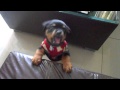 Growling Rottweiler Puppy