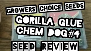 Gorilla Glue & Chem Dog #4 growers choice seeds review beginers how to grow Autoflower cannabis