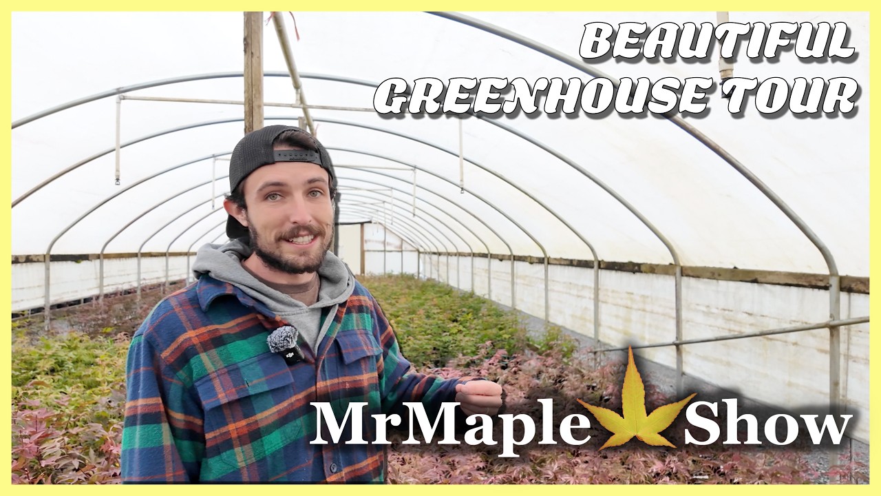 Foliage Flashback! RARE Reticulated Maples! Inside the Buchholz