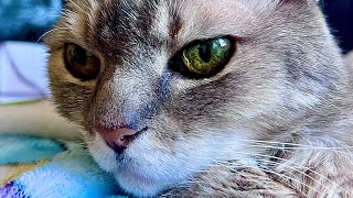 When Another Cat Tries To Steal Your Catnip | BilliSpeaks
