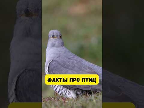 Самая ленивая и хитрая птица #птицы #факты #интересно #природа #лес #птица #кукушка #birds #fact