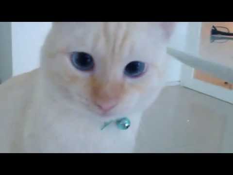Red point Siamese with Saphire EYES Siamés Red Point. Origen, Características, Alimentación Cuidados y Más