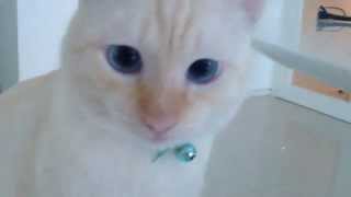 Red point Siamese with Saphire EYES