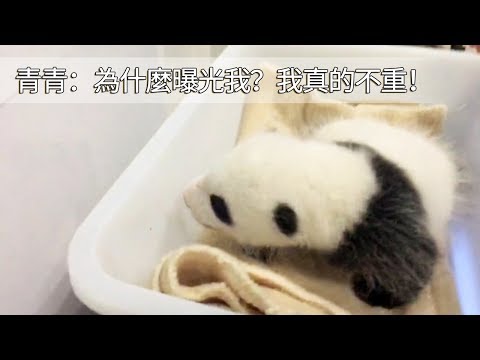 《熊貓早晚安》該來的總會來！梅奶媽稱體重，青青一秒變話癆！ | iPanda
