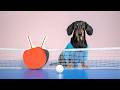 There Can Be Only One! Cute & funny dachshund dog video!