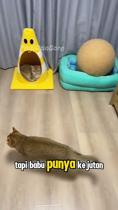Babu Diusir dari Kasurnya Sendiri 🤣 #shorts #kucing