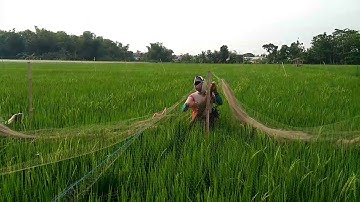 MEMASANG JARING PADA TANAMAN PADI UNTUK ATASI HAMA BURUNG
