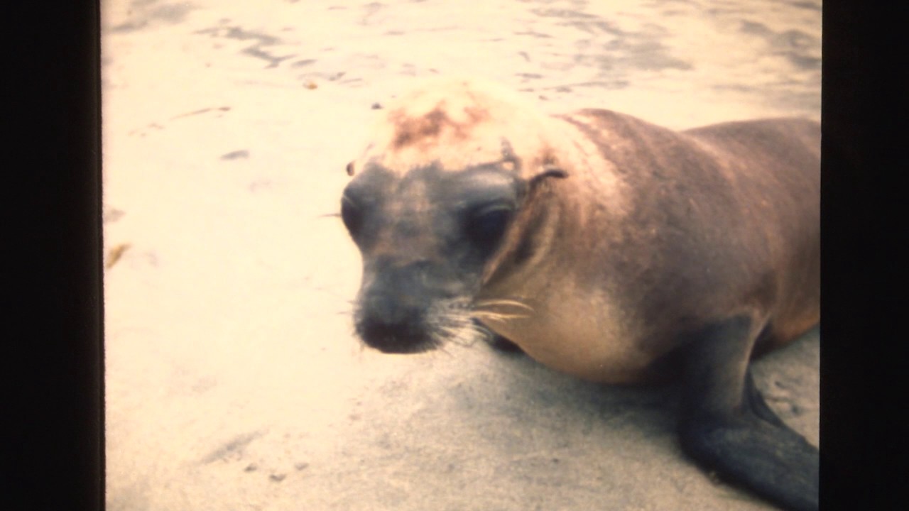 Mammals Of The Sea YouTube Mammals Of The Sea YouTube