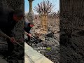 Мебель которую не сделали, а вырастили
