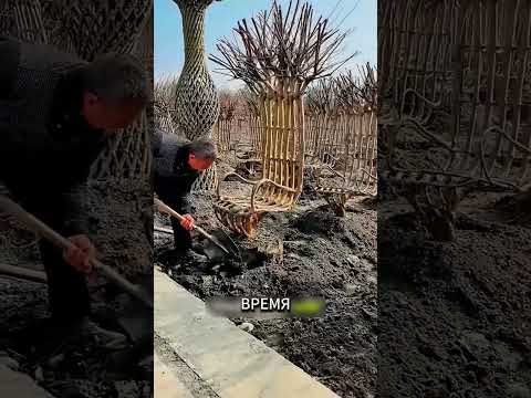 Мебель которую не сделали, а вырастили