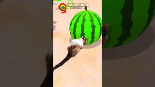 Cat eating watermelon in Super Mario Sunshine
Cat eating watermelon in Super Mario Sunshine meme
#cat #supermariosunshine #gamecube #shorts #memes #nintendomemes #nintendoswitch #nintendoswitch2 #gaming #edit Cat eating watermelon in Super Mario Sunshine