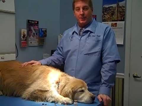 วีดีโอ: ทำไมสุนัขของคุณไม่จำเป็นต้องมีการทดสอบ Heartworm ทุกปี
