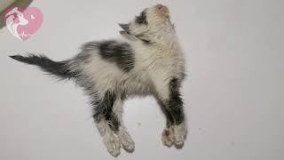 Survival cat by pet's paradise veterinary clinic 6,378 views 2 years ago 2 minutes, 26 seconds