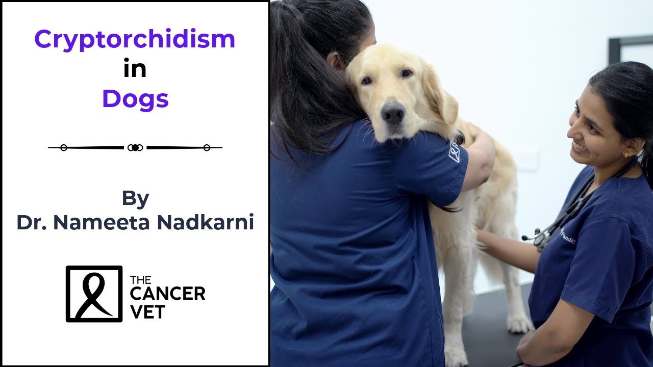 Cryptorchidism in dogs - The Cancer vet Episode - 91