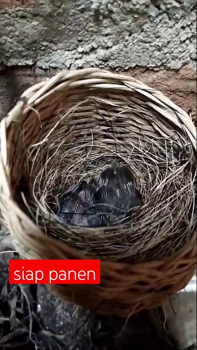 panen anakan ciblek kristal umur 11 hari #shorts #ciblek #ciblekkristal #ternakciblek