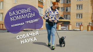 Дрессировка щенка: Команда 'Рядом!' by СОБАЧЬЯ НАУКА 61,835 views 11 months ago 23 minutes