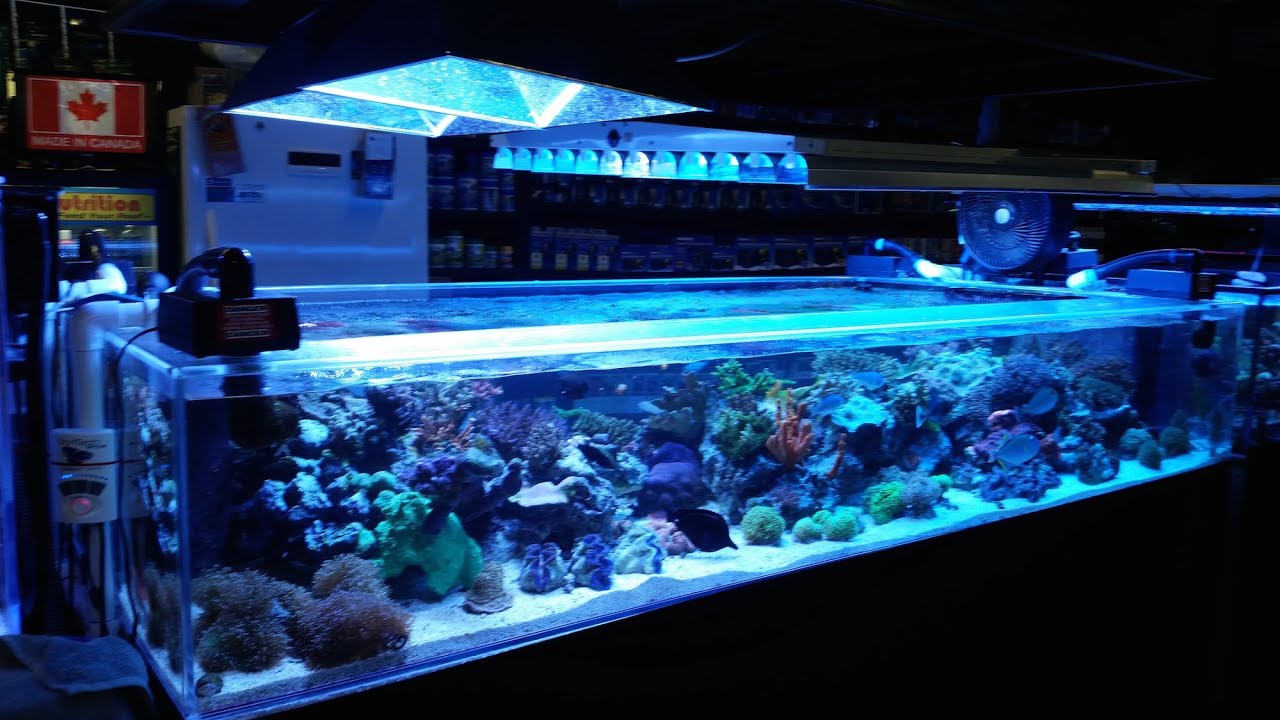 The $1 Million Aquarium: Customized Fish Tanks as Home Decor - WSJ