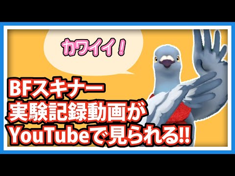 【羽鳥ぽぽぽ】スキナー箱の実験動画が公開されてる!!【第303羽】