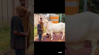 Eid ul Adha Animal 2021 | Cow Tiktok | Cow Lover | Qurbani Eid Janwar | Cow For Qurbani | #Shorts Eid ul Adha Animal 2021 | Cow Tiktok | Cow Lover | Qurbani Eid Janwar | Cow For Qurbani | #Shorts