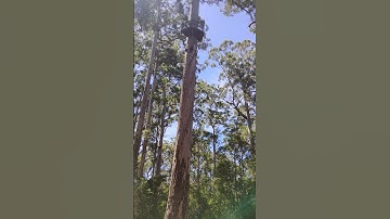 Dave Evans Bicentennial tree