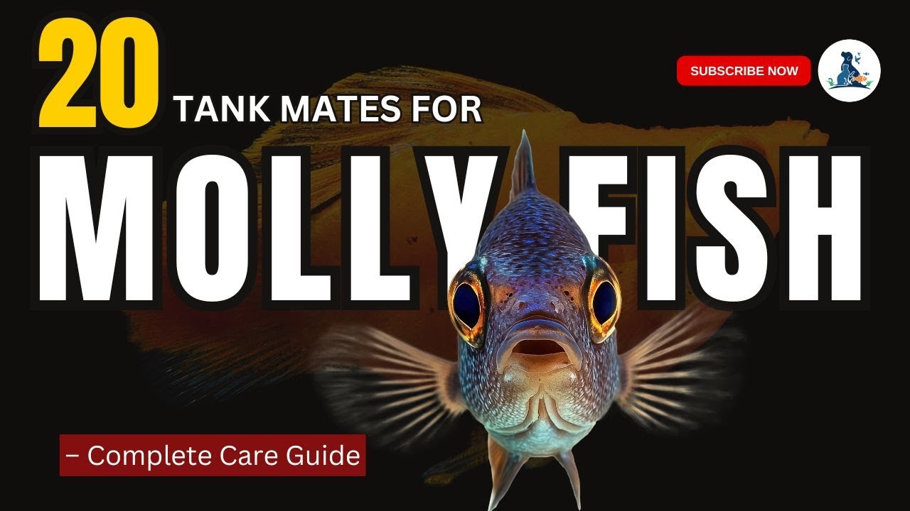 20 Ideal Tank Mates for Molly Fish: Create the Perfect Community Aquarium! 