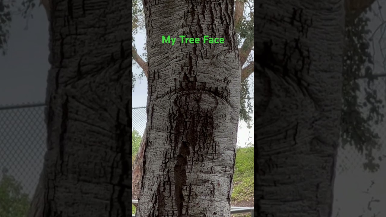 My Tree Face is One Eyed 👁️‍🗨️