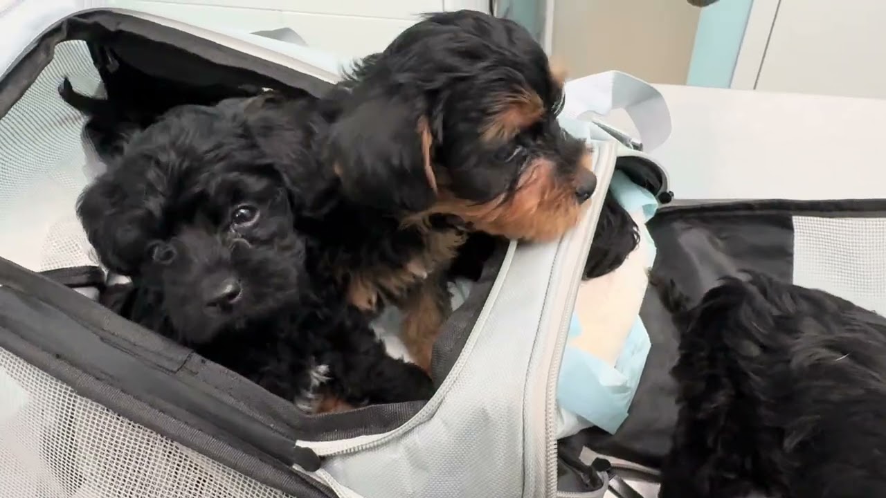 Our 2nd Litter of Yorkie-Poo Puppies at the Vet!