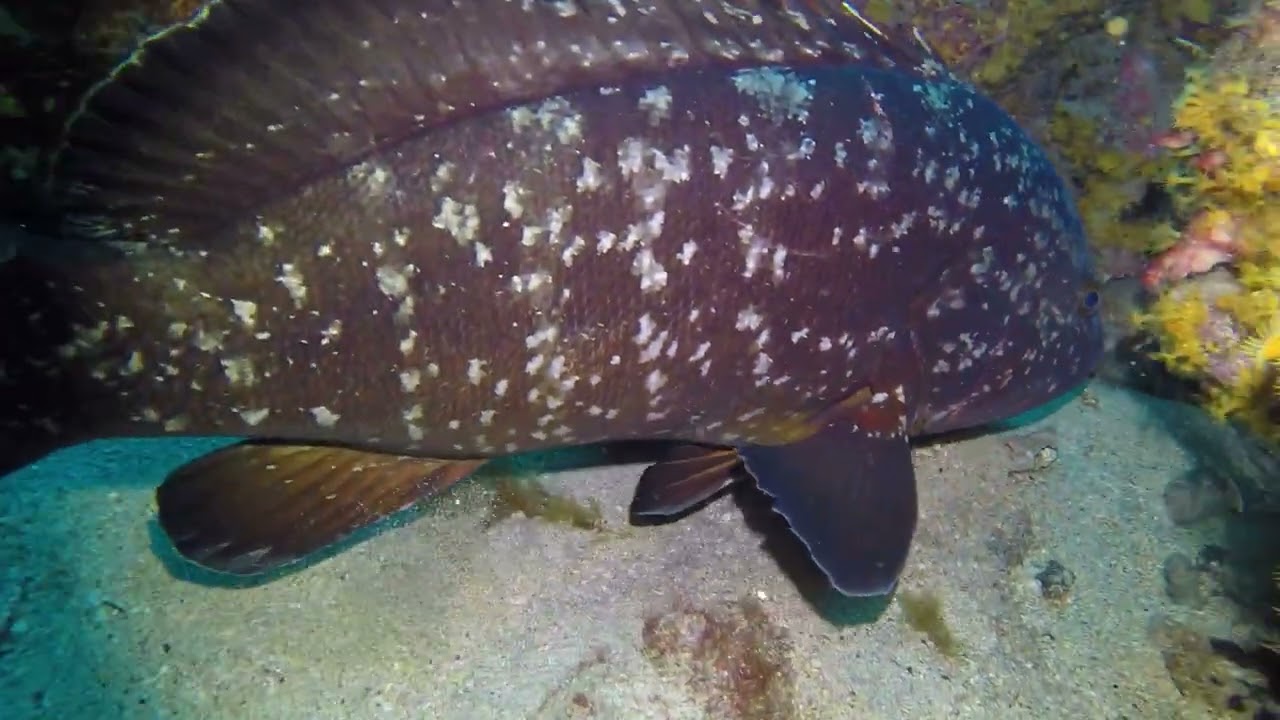 Açores - Ilha de Santa Maria - Gruta dos Camarões